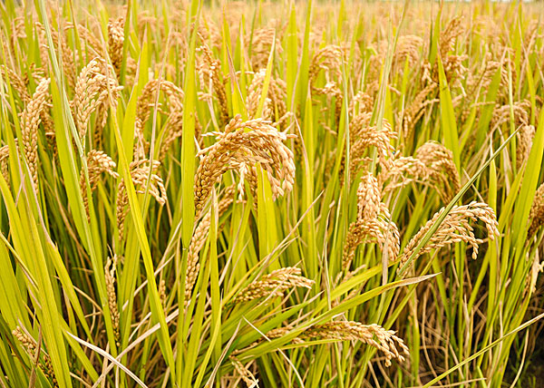 一個(gè)有所收獲的六月